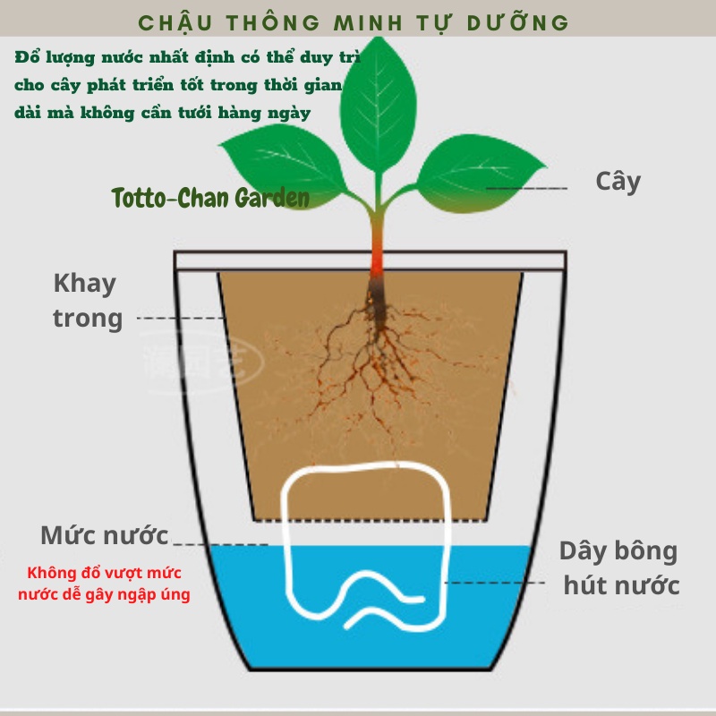 Chậu trồng cây tự tưới thông minh