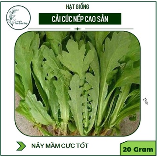 20g Hạt Giống Cải Cúc Thơm / Tần Ô