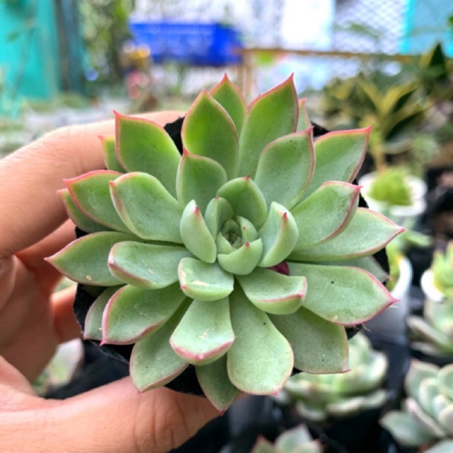 SEN ĐÁ DÙ VIỀN ĐỎ