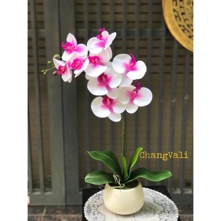 Chậu lan cao su siêu xinh - hoa giả