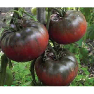 100H - HẠT GIỐNG CÀ CHUA SOCOLA QUẢ TO