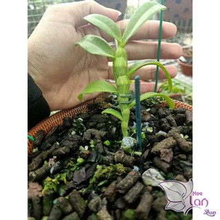 Lan Phi Điệp 🍀FREESHIP🍀 5 Cánh Trắng Phú Thọ [ Ươm Kie ]
