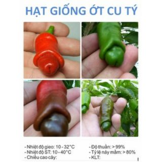 Hạt giống ớt peter (ớt cu tí) 20 hạt