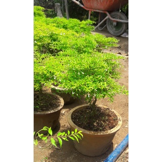 Mai chiếu thủy lá nhỏ