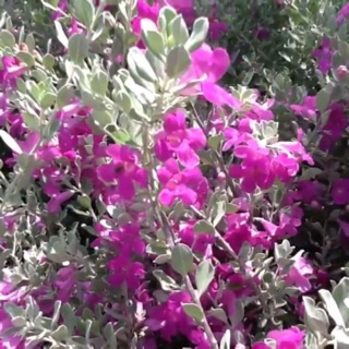 Cây tuyết Sơn phi hồng