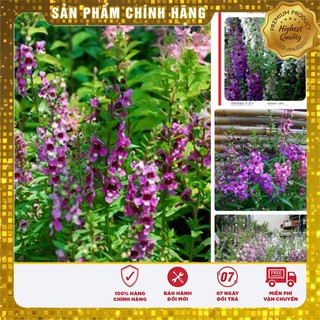 COMBO 2 gói hạt giống hoa ngọc hân TẶNG 1 phân bón