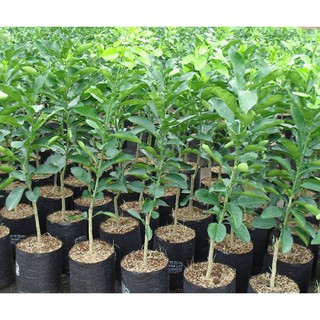Cây giống Bưởi năm roi [ 5 roi ]