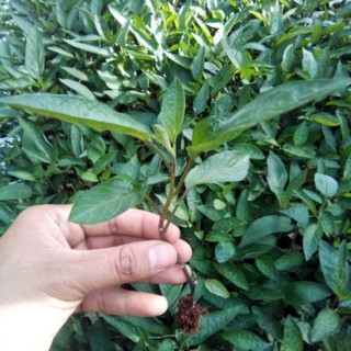 1cây giống dưa pepino