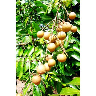 CÂY NHẪN LỒNG HƯNG YÊN