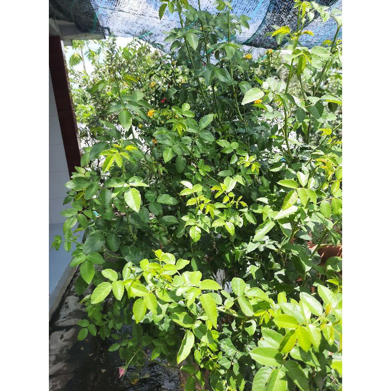 Phân Bón NPK Novatec 15-3-20+Magie+S+TE