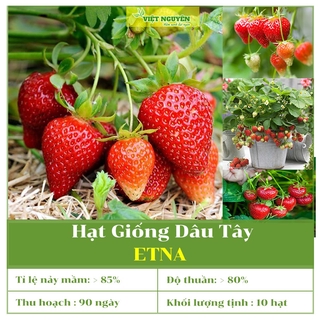 Hạt Giống Dâu Tây Đỏ Etna F1, Sai Trái, Quả To, Chất Lượng Ăn Ngọt, Dễ Trồng Và Chăm Sóc