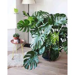 Cây đẹp, Trầu bà Lá Xẻ Nam Mỹ