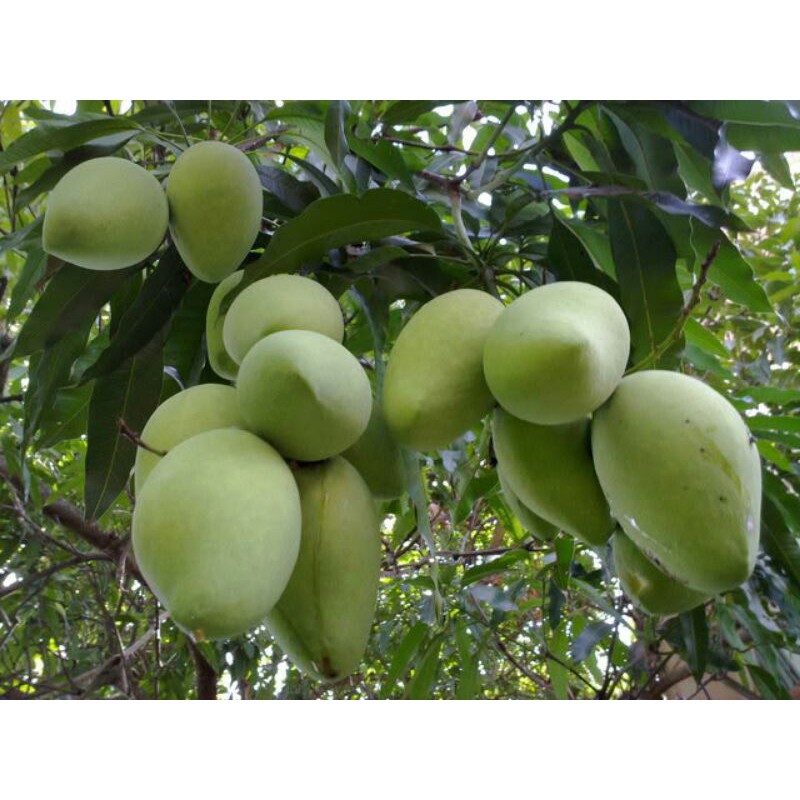 Cây giống Xoài cát Hoà Lộc ghép gốc to khoẻ