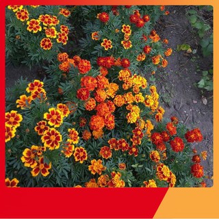 Hạt Giống Hoa Cúc Vạn Thọ Pháp