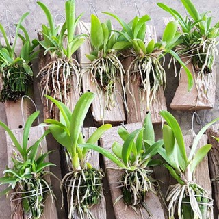 Lan Cattleya Vàng WHY NOT Bông Chùm - Giống nhập Thái 1 Bảng Nhiều Thân