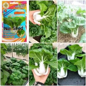HẠT GIỐNG CÁI SIRO NGỌT - 2800H