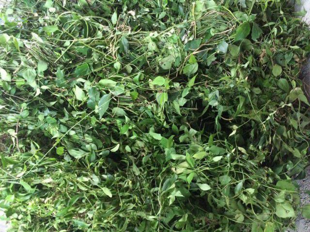 Freeship 4kg chè vằng sẻ nghệ an | BigBuy360 - bigbuy360.vn