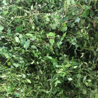 Freeship 4kg chè vằng sẻ nghệ an