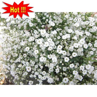 Hạt giống Hoa Baby Trắng (100 hạt)
