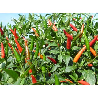 Hạt giống Ớt chỉ thiên F1 (ớt hiểm)