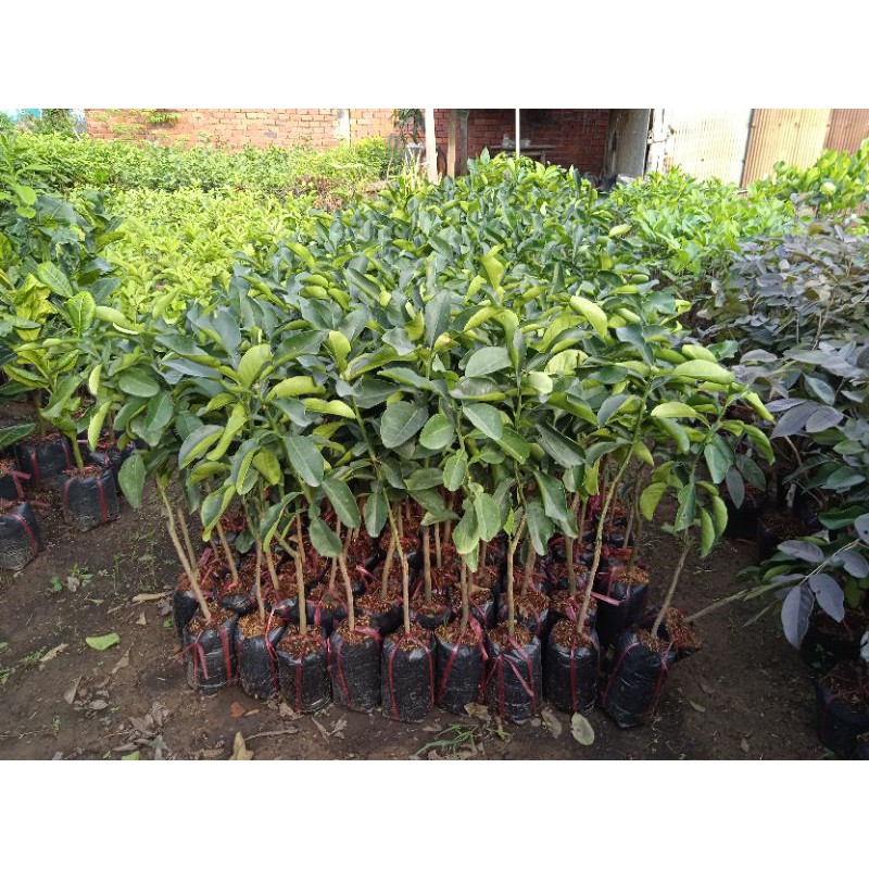 Cây bưởi da xanh