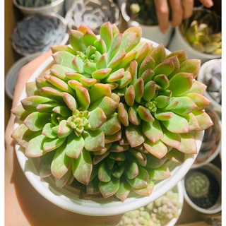 Sen đá mặt trời mới