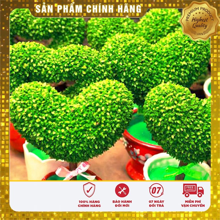 Bộ 2 gói hạt giống cỏ may mắn