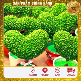 Bộ 2 gói hạt giống cỏ may mắn