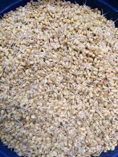 Đậu mầm 1kg
