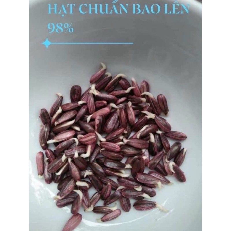 Gói 20 Hạt Giống HOA HƯỚNG DƯƠNG KHỔNG LỒ Thái Lan
