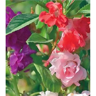 Hạt giống hoa móng tay kép mix màu ( Gói 50 Hạt ) - STHG2