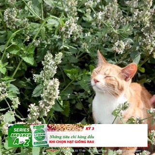 Gói 50 hạt giống cỏ mèo/ bạc hà mèo catnip