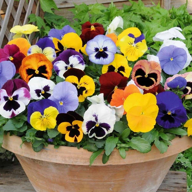 Hạt giống hoa pansy mix Viola - 100 hạt