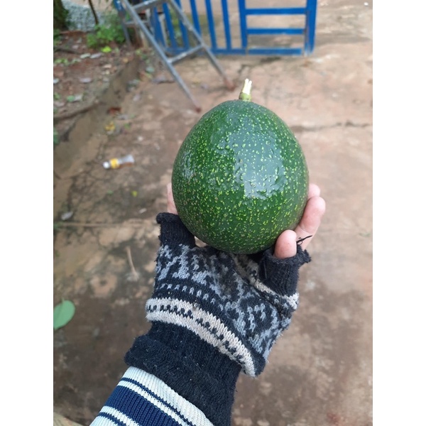 Bơ booth Lâm Đồng