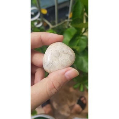 San hô hóa thạch