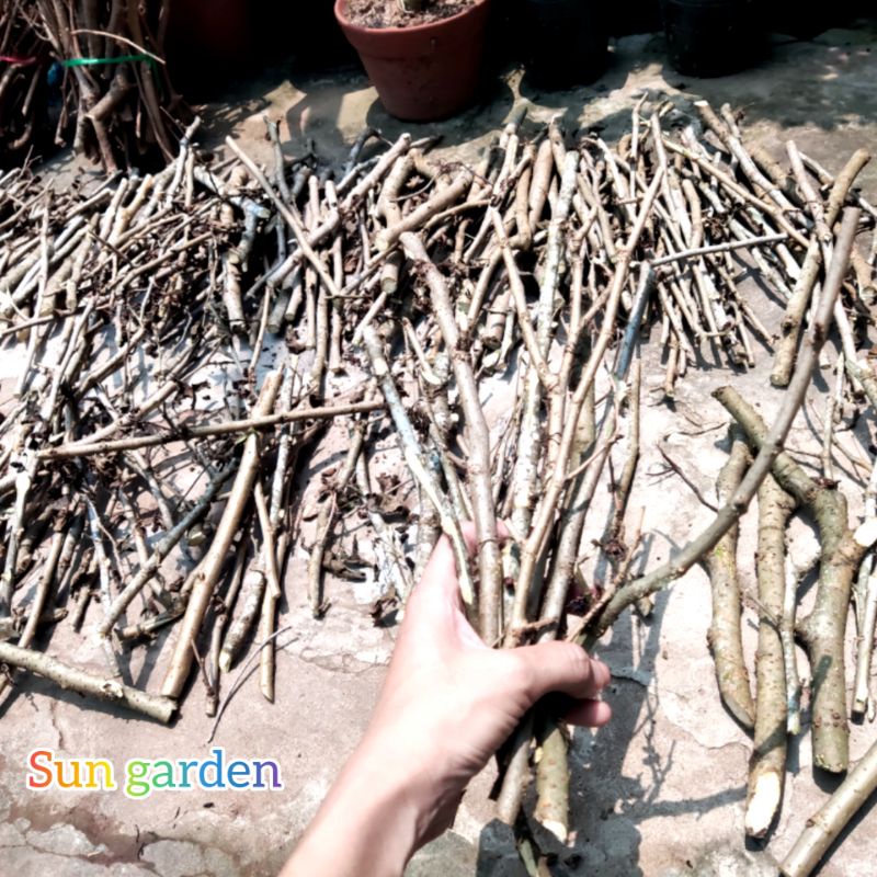 Nhánh cây dâu tằm phơi khô