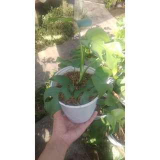 trầu mons mini