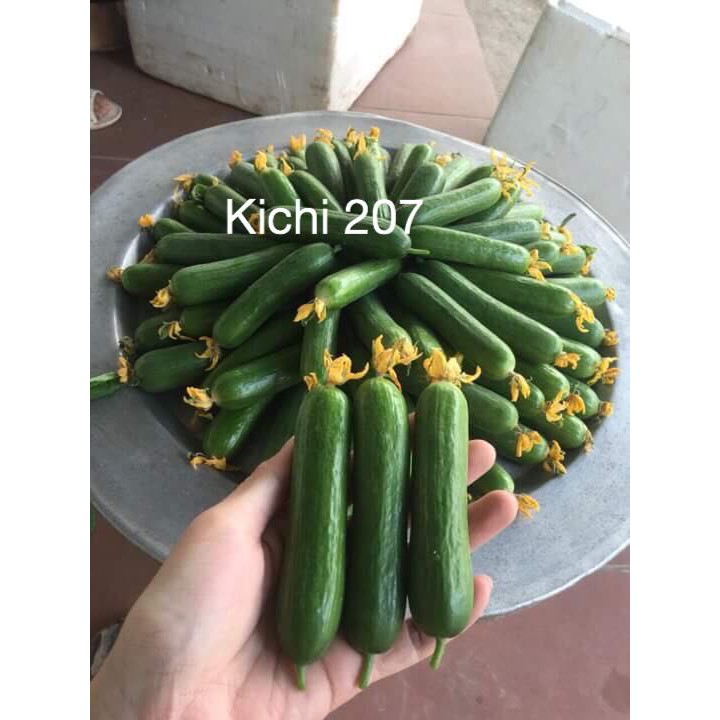 Gói 10 hạt giống dưa leo baby Nhật Bản Kichi 207 giống dưa tự thụ phấn cực sai quả Nảy mầm 100 phần trăm