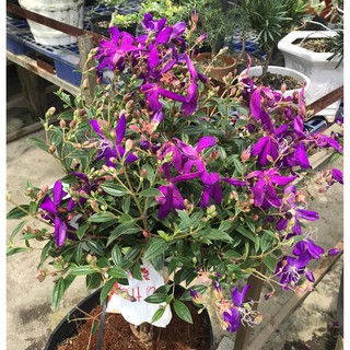 Cây sim thái gốc to cao 50 - 60 cm
