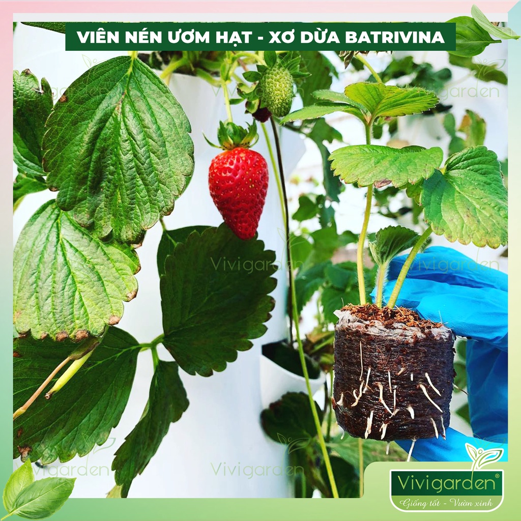 Hộp 16 viên nén ươm hạt, viên nén xơ dừa kích hạt nảy mầm