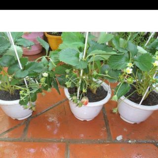 Chậu quai treo màu trắng siêu đẹp 17cm cao 12cm