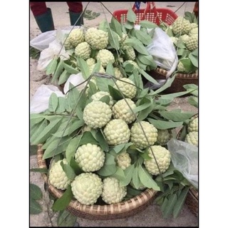 CÂY NA DAI THÁI , NA DỨA 1 năm cho quả 600g-900g/quả CÂY GIỐNG ẢNH THẬT