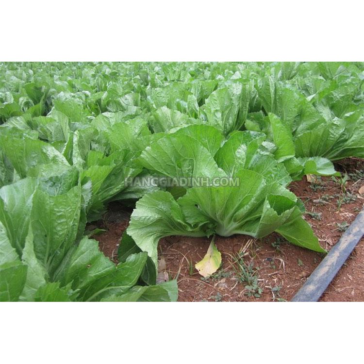 Hạt giống Cải bẹ Đông Dư, cải bẹ dưa 20gr