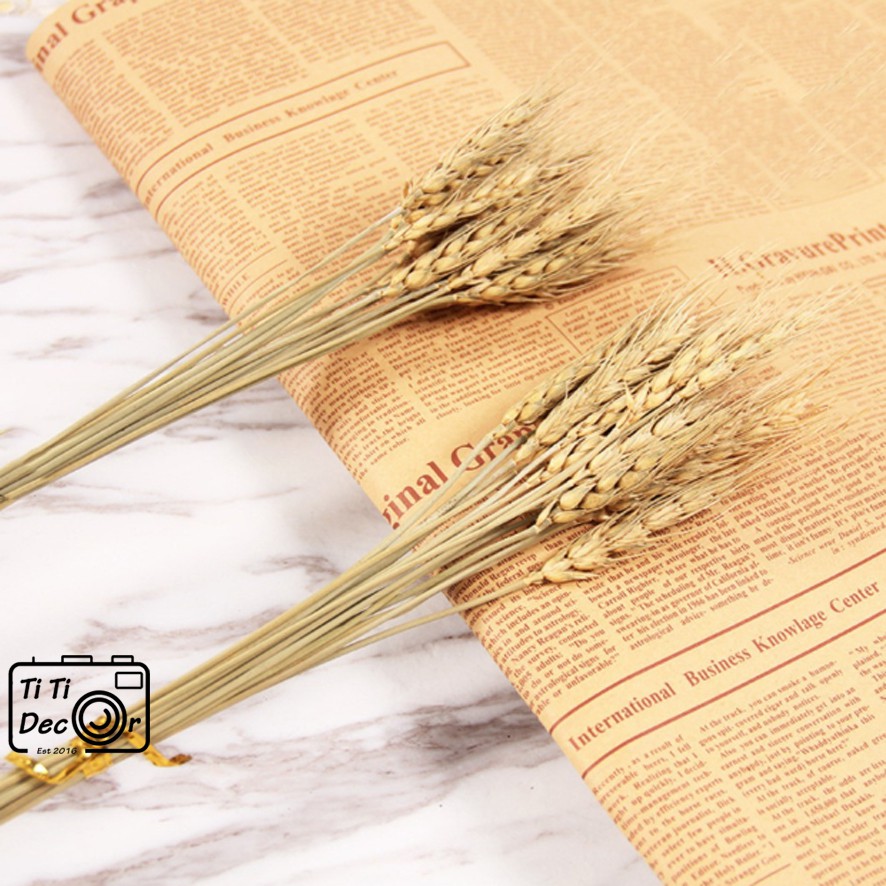 Bó lúa trang trí chụp ảnh, decor nhà cửa, cửa hàng
