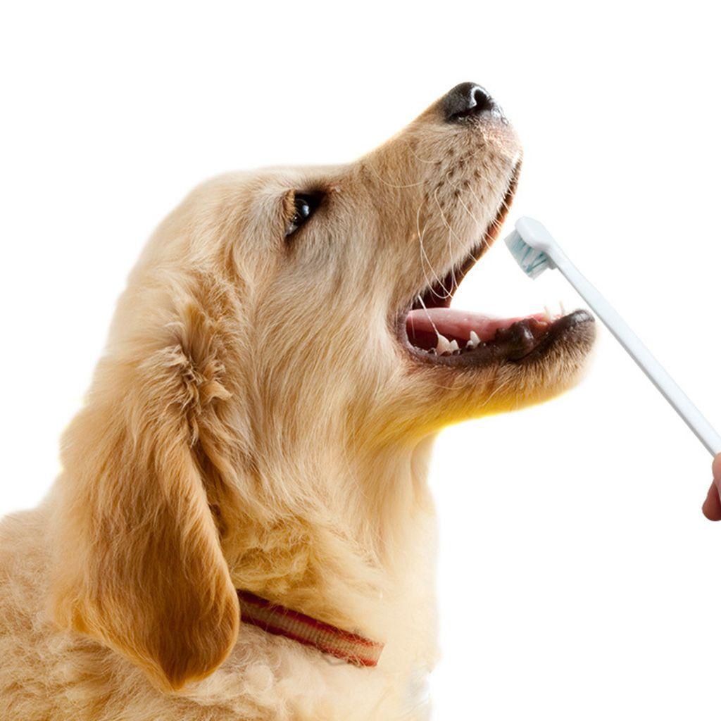 Bàn Chải Đánh Răng AUGUSTINA Mềm Mại Bảo Vệ Răng Cho Cún Cưng Tiện Dụng