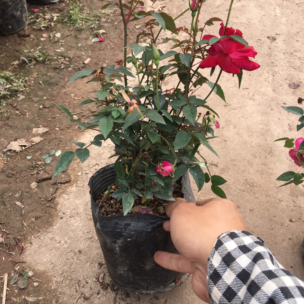 Cây HOA HỒNG QUẾ Bụi Ra Hoa Quanh Năm,Bụi Xum Hoa Có Mùi Thơm Nhẹ