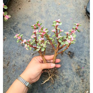 Cây Đôla Thân Cổ Thụ (2 Gốc) Dễ Chăm Siêu Đẹp💖💖