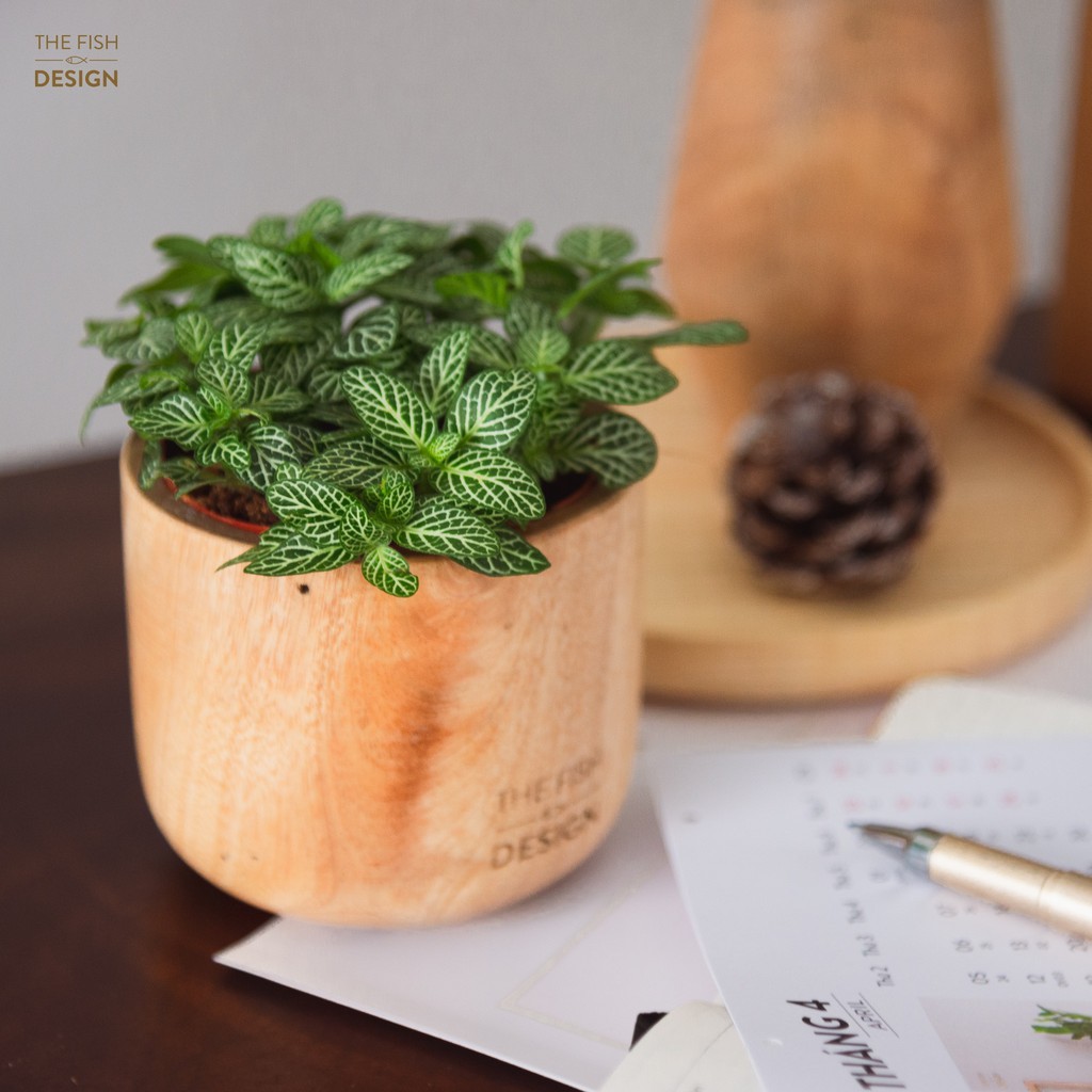 (HOT) Cây cẩm nhung Fittonia, lá may mắn - D08 x R08 x C12 cm - Nhiều mầu sắc - Cây mini để bàn - S12