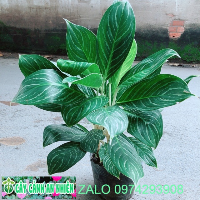 Cây Bạch Mã Hoàng Tử