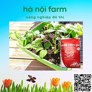 Phân trùn quế ( OSG ) - bao 10kg